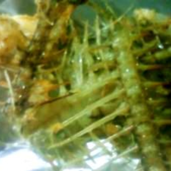 エコ ノンフライ 残った骨で骨せんべい レシピ 作り方 By けふみ 楽天レシピ エコ ノンフライ 残った骨で骨せんべい レシピ 作り方 By けふみ 楽天レシピ